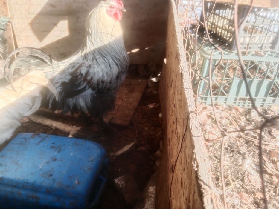 Продам петух продам