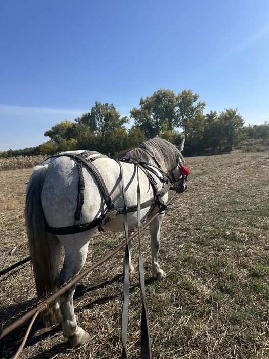 Iapa de 7 ani garantata