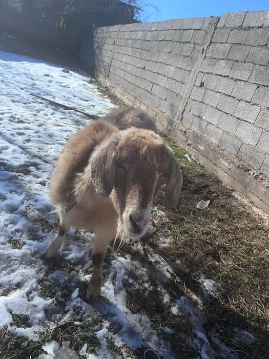 Ешки ургашы, жас ешки