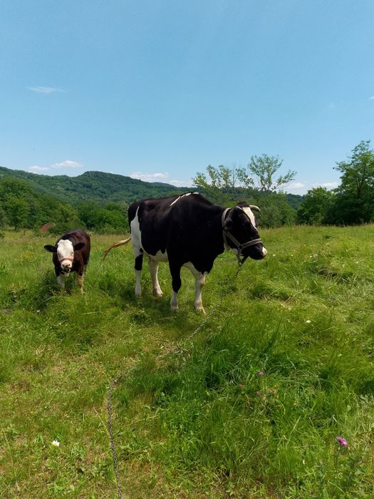 Vacă de 8ani  de vânzare