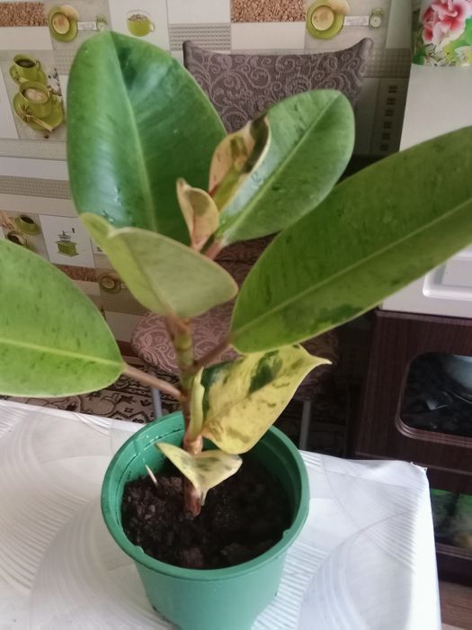 Продам фикус ...