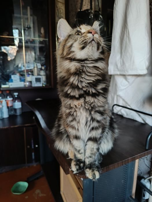 Кошечка Мейн Кун классика