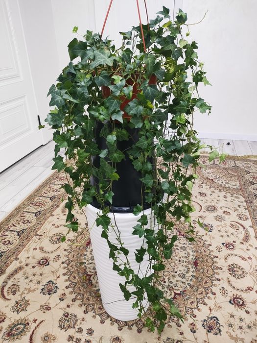 Фикусы. Есть доставка