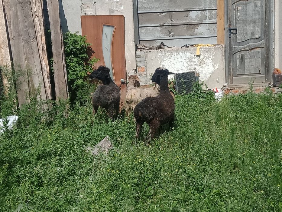 Продам овечик 4шт