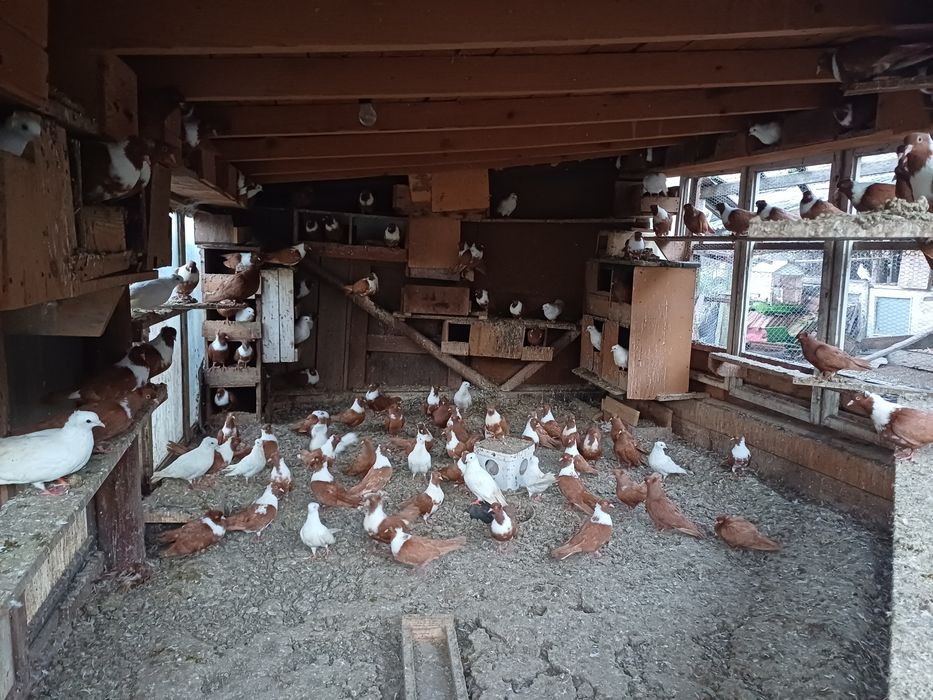 Гълъби пощенски и чирпански