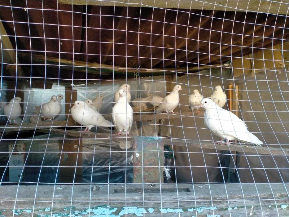 Продам белых домашних голубей