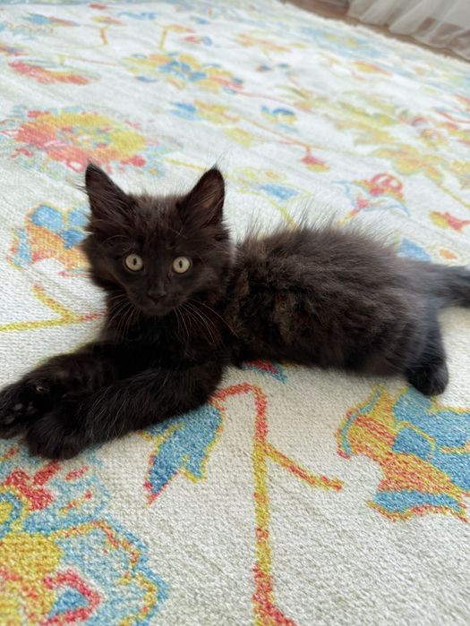 Ищем дом для котенка!
