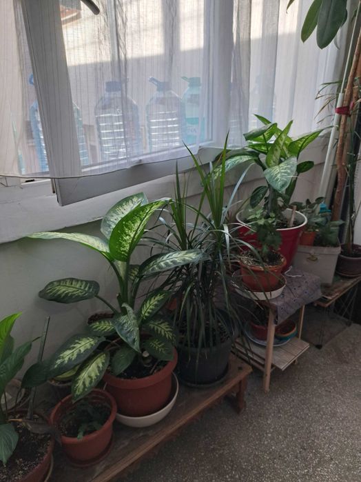 Plante verzi la ghiveci.