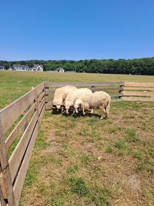 Vând berbecii frumoși si tinerii