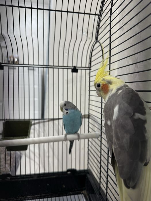 Срочно продаются попугаи