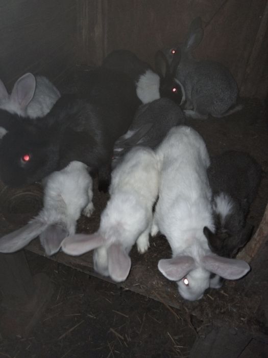 Vând iepuri diferite mărimi