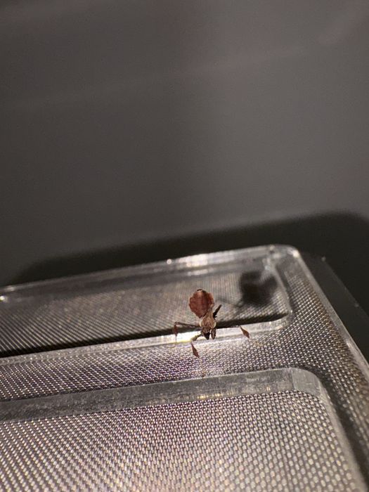 Nimfa 1 cm Insecta exotica calugarita fantoma rarã ( terariu / hrana ) o experienta de conectare cu natura La cerere avem si alte specii