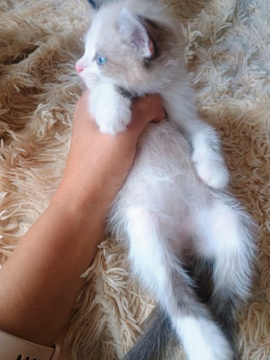 Отдам в добрые руки котенка