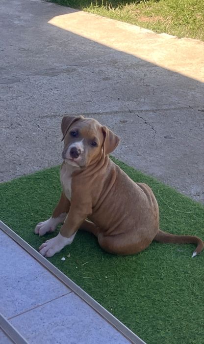 Amstaff cu pedigree