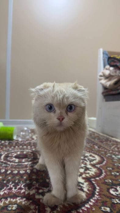 Scottish Fold zoti