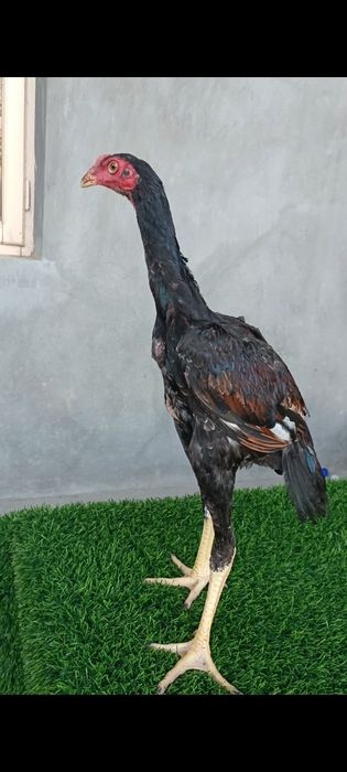 Qalmoq ayollari bilan porno tomosha qiling