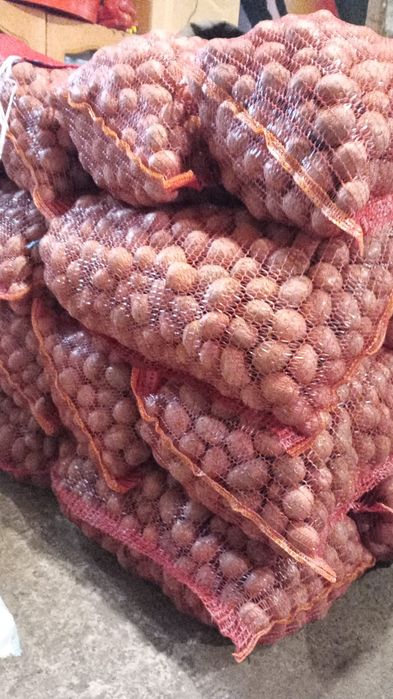 Cartofi de sămânță