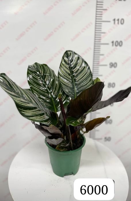 Бөлме гүлдерін сатамын.