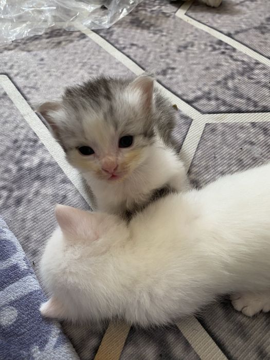кошки ,котят отдам бесплатно
