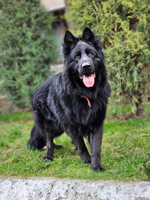 Вязка немецкой авчарки