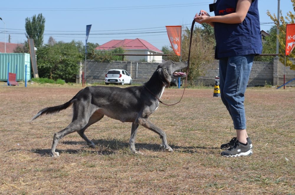 Профессиональная дрессировка собак
