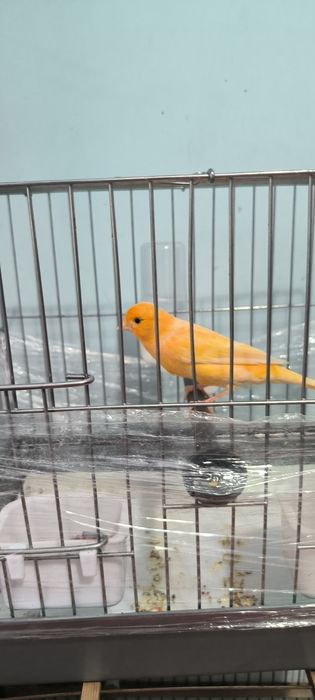 Канарейка сабзи ранг