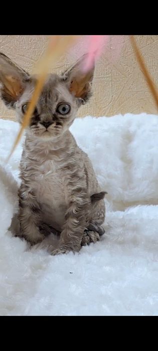 Девон-рекс котята в Алматы!