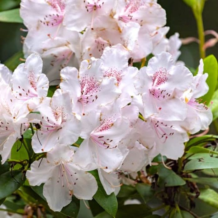 Rododendron (Diferite Culori)