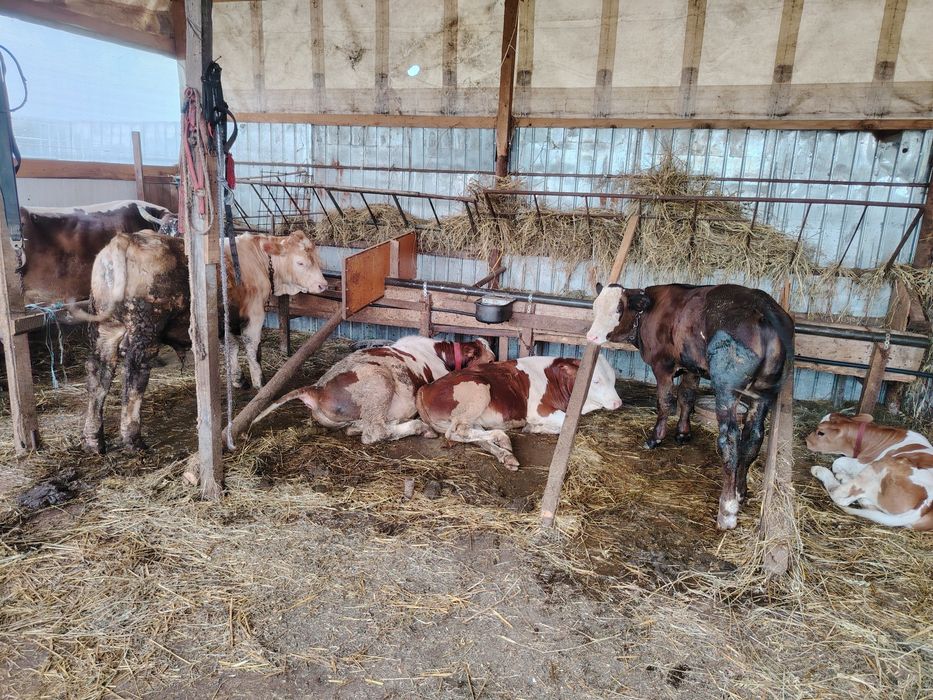 Tăurași de vânzare