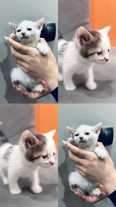 Подарявам котенца на 2 месеца