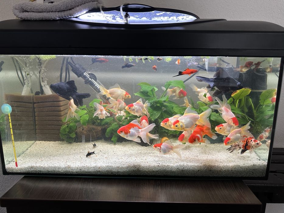 Carasi Oranda/Pesti de acvariu