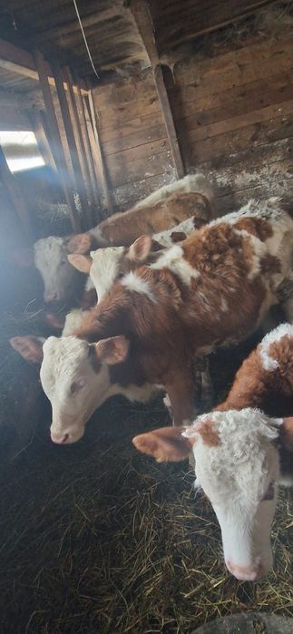 Vând vitei înțărcați