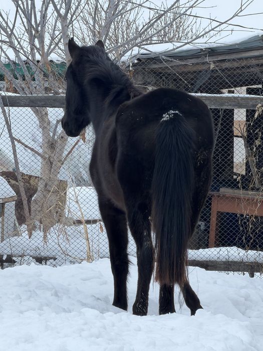 Продам кобылу 4 года