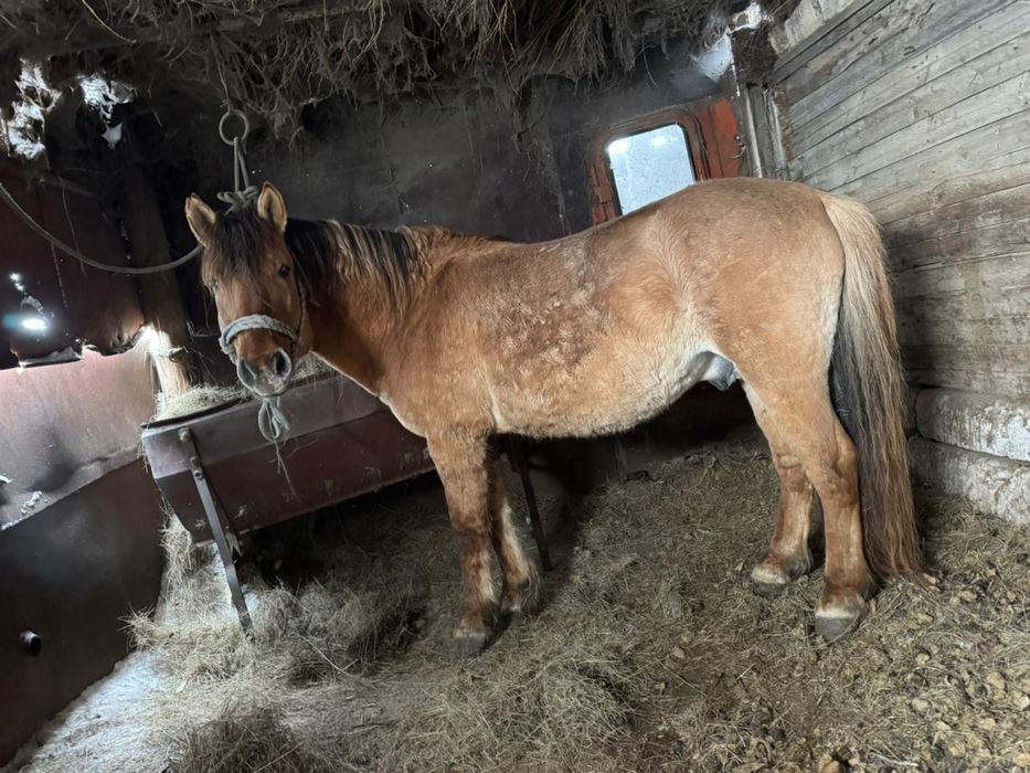 Айғыр сатылады 680.000 тг