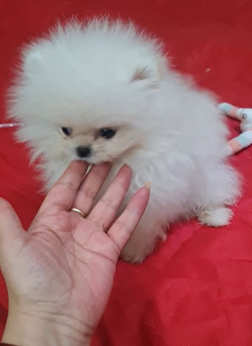 Померан мини женско