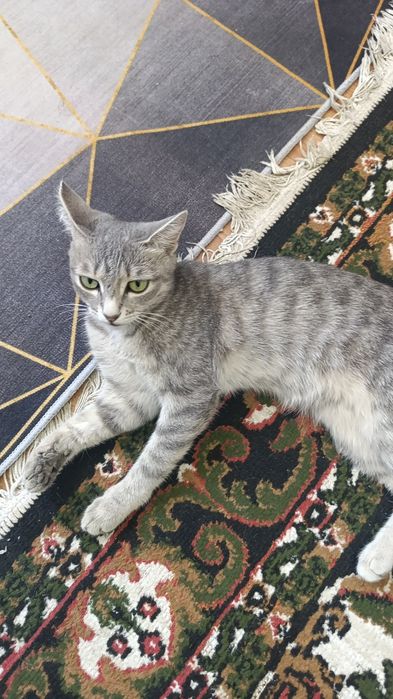 Кошка отдаю в хорошие руки