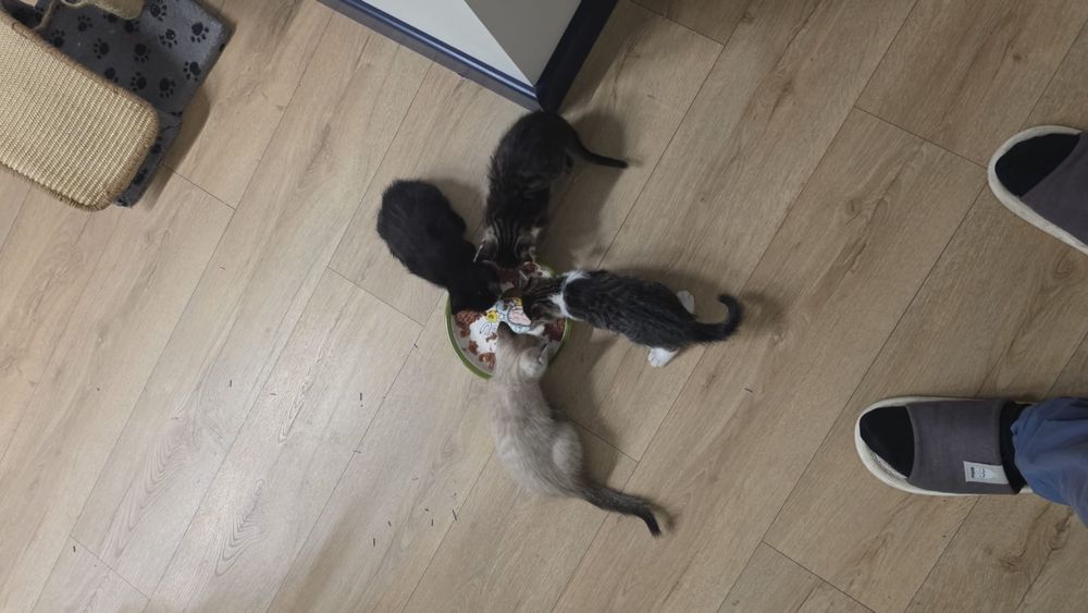 Отдам котята в хорошие руки
