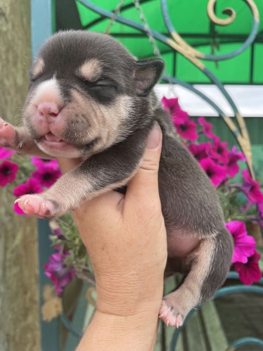 Американский булли