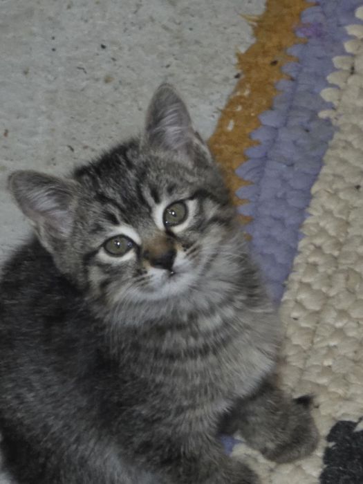 Mushukchala sotiladi