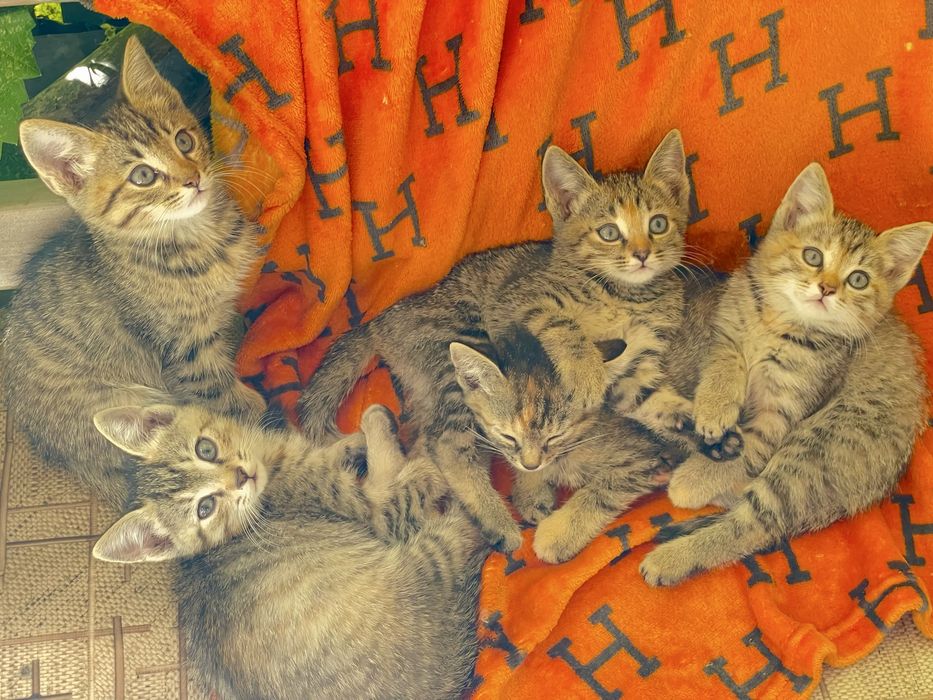 Котята бесплатно