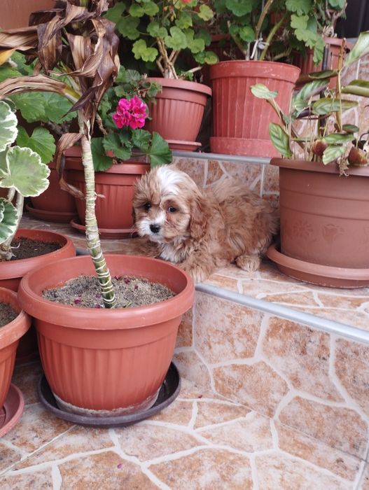 Кавапу Cavapoo .