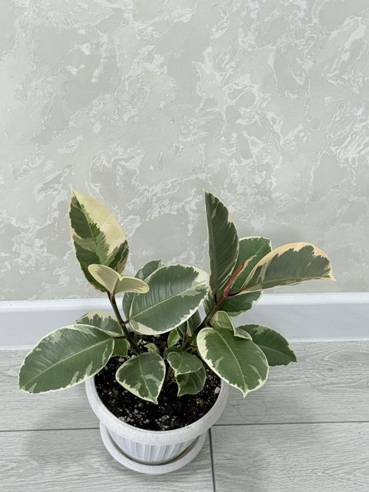 Фикус Вариегатный 7000 тенге