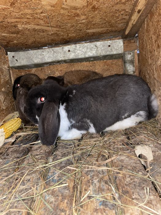 Iepure mascul berbec german