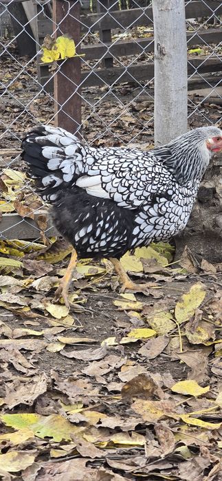 Familie wyandotte vand sau schimb!