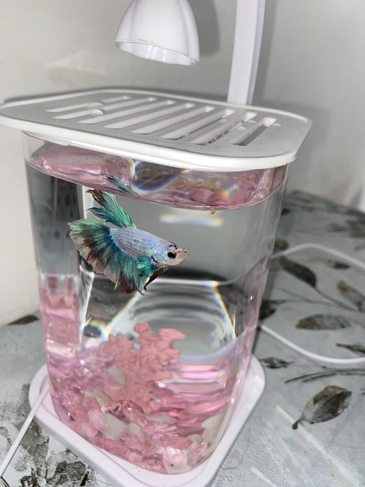 BETTA балығы аквариумымен бірге сатылады
