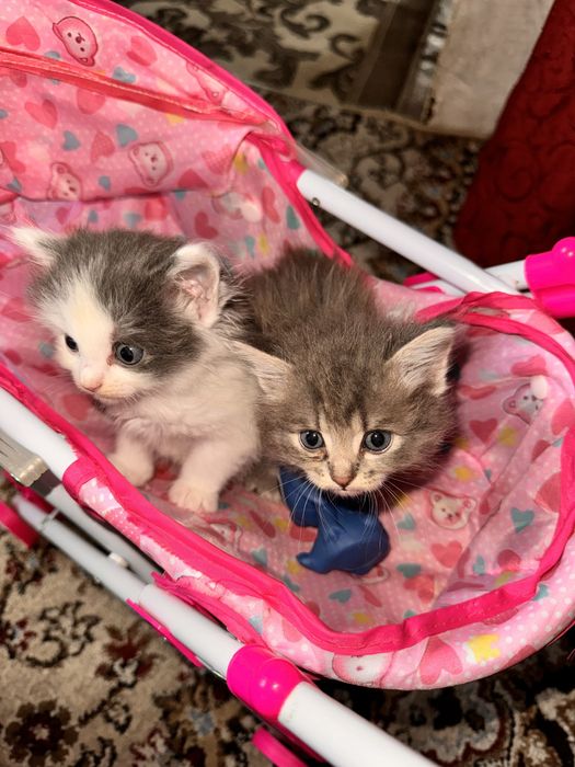 Милые котята ищут дом