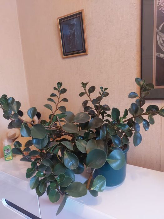 Цветок Пеперомия