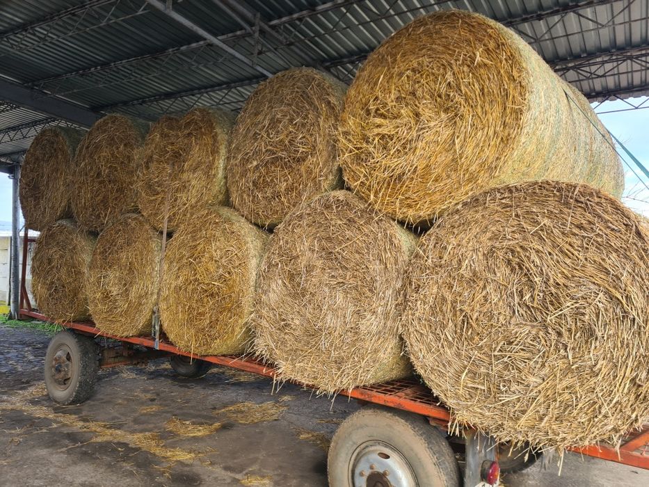 Vând baloti de paie rotunzi