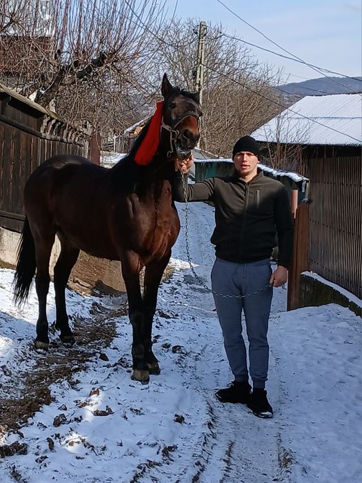 Iapa de 5 ani și mânz de 1 an și 7 luni schimb cu o iapa mai mare