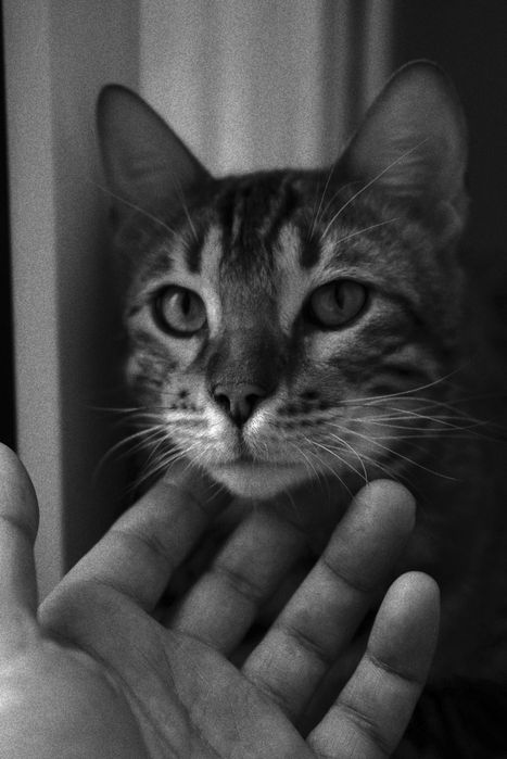 Бенгальская кошка